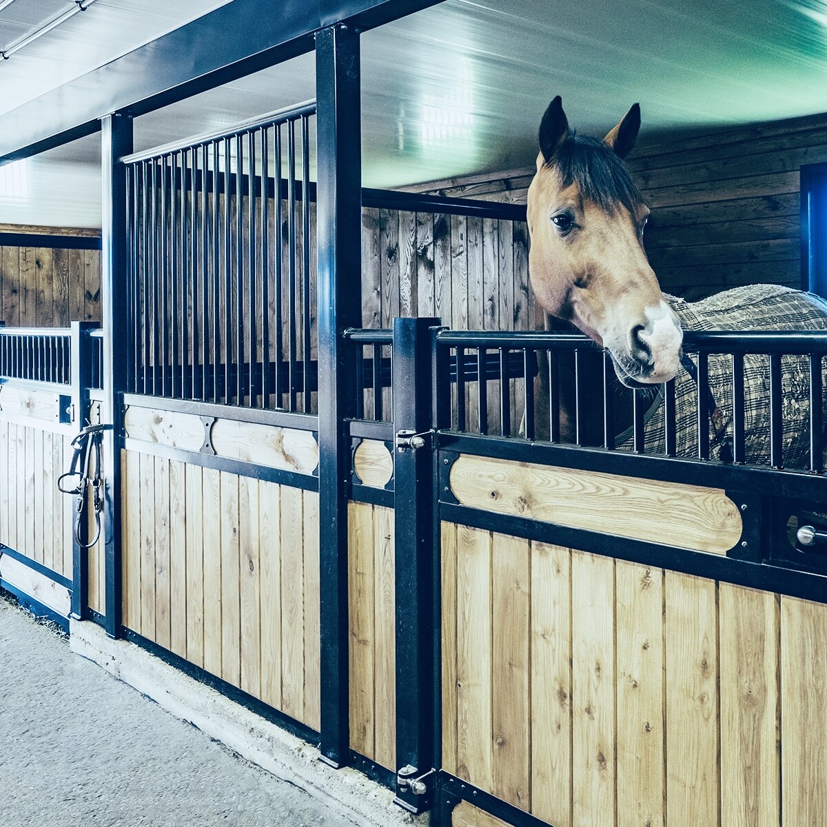 Equine facility stall